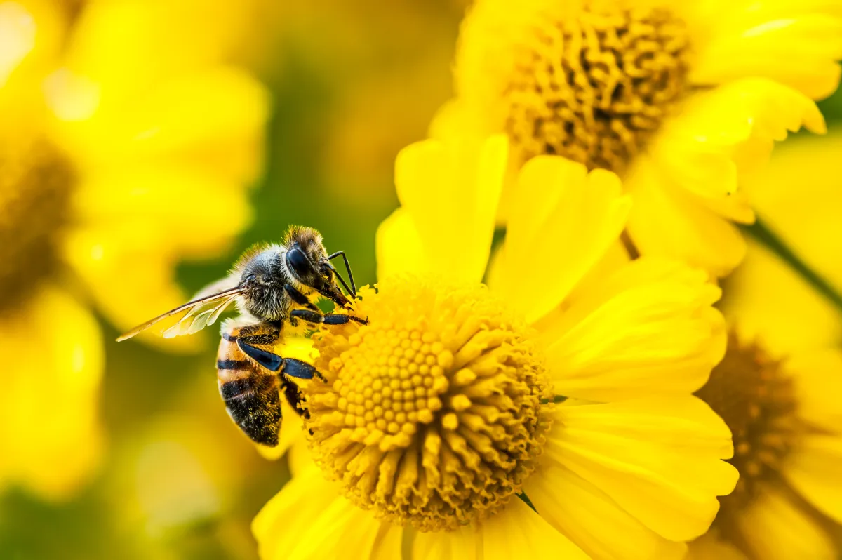 Amazon Bee выпустила два новых персональных AI-девайса с ценой от $75